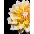 thumbnail image 3 of Foschino, Suzanne 12x14 Black Modern Framed Museum Art Print Titled - Cheerful Dahlia 28, 3 of 5