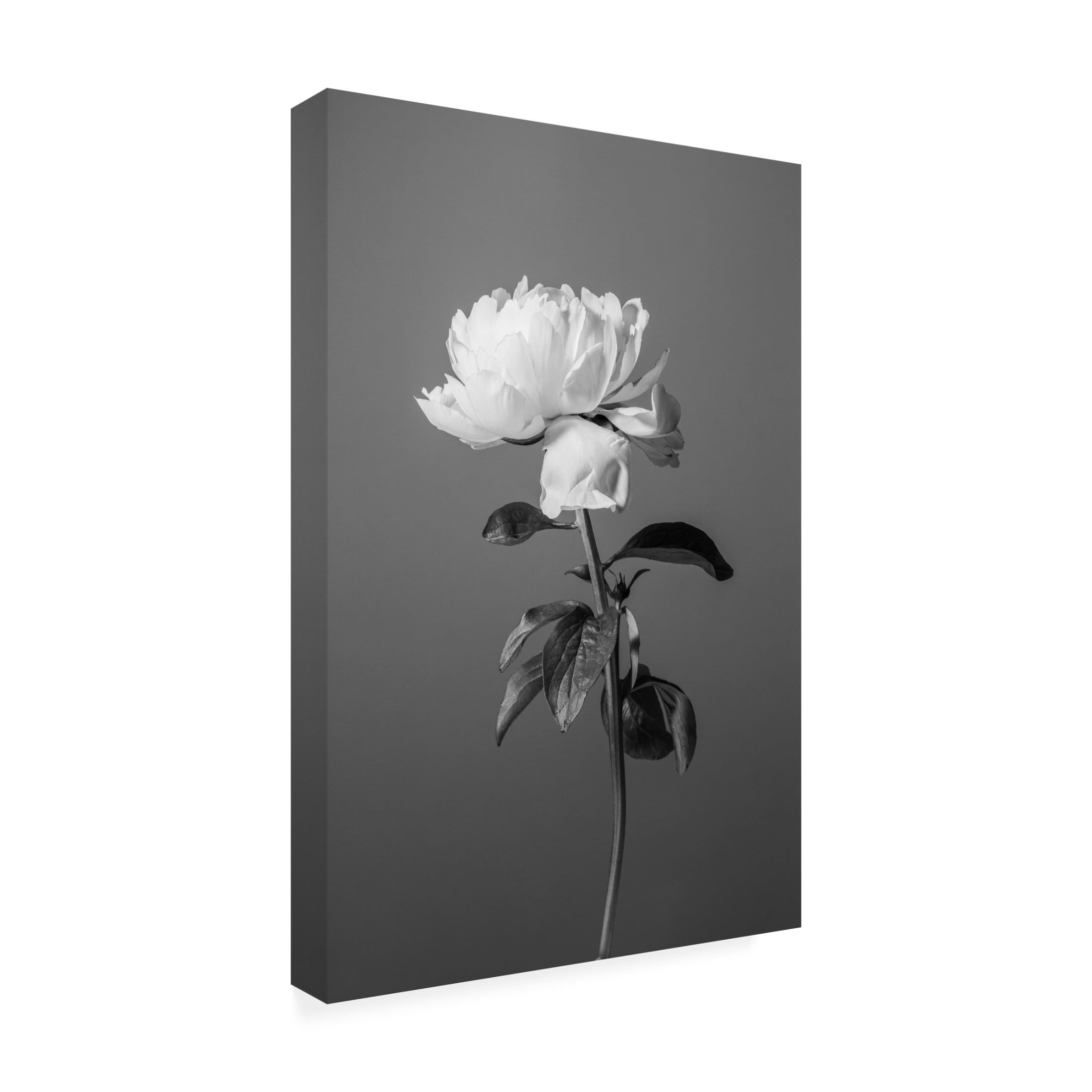 Trademark Fine Art Pictufy Studio III Peony BW Canvas Wall Art