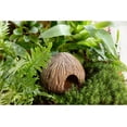 thumbnail image 5 of Exo Terra Cocount Cave, Reptile Terrarium Hideout, 5 of 5