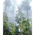 thumbnail image 2 of Talbot Frank, Christopher 12x14 Gold Ornate Wood Framed with Double Matting Museum Art Print Titled - OR, Old-growth Douglas Fir tree in the rainforest, 2 of 4
