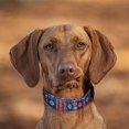 thumbnail image 5 of QQPETS Adjustable Soft Dog Collar: Print Flower Pink Multicolor Cute Patterns for XS Small Medium Large Pet Girl Boy Puppy Walking Running Training, 5 of 6