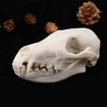 thumbnail image 2 of Advancent Réplica realista de calavera de resina, modelo de hueso de zorro salvaje, esculturas decorativas de animales, estilo gótico para el hogar, Decoración Advancent HA011087-00B, 2 of 6