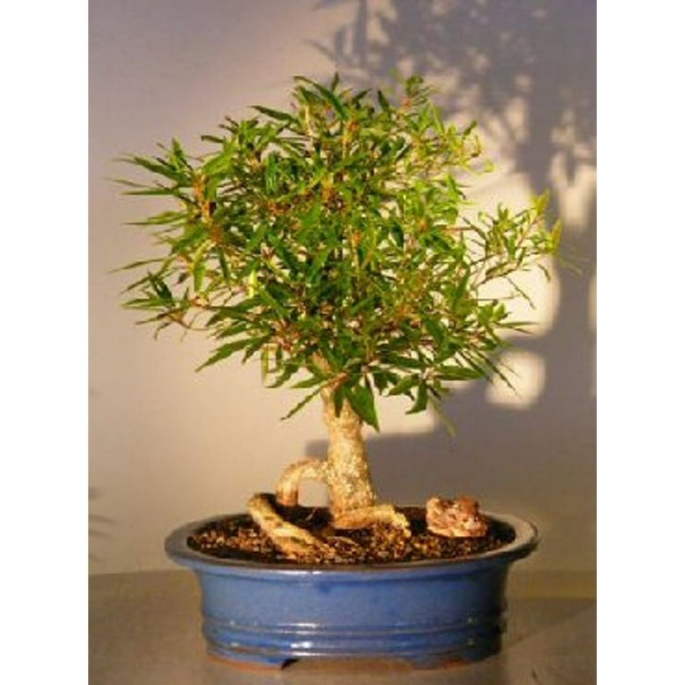 Dwarf Weeping Willow Tree Indoor Orders | alphamedicalmanagement.com