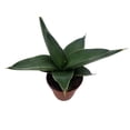 thumbnail image 4 of Rare Samurai Sword Snake Plant - Sansevieria - 2" Pot - Collector's Series, 4 of 4