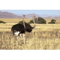 thumbnail image 2 of Kaveney, Wendy 24x17 White Modern Wood Framed Museum Art Print Titled - Ostrich pair, Namib-Naukluft, Sossusvlei, Namibia, 2 of 4