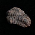 thumbnail image 2 of 1Pcs Flexicalymene Moroccan Trilobites Fossil 8-9cm Morocco, 2 of 5