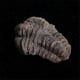 thumbnail image 2 of 1Pcs Flexicalymene Moroccan Trilobites Fossil 8-9cm Morocco, 2 of 5