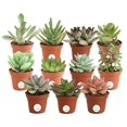 thumbnail image 1 of Costa Farms Succulents Fully Rooted Live Indoor Plant, 2-Inch Grower's Choice, 11-Pack, 1 of 4