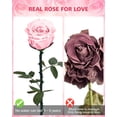 thumbnail image 3 of Flor preservada YAMPP Pink Eternal Rose, regalo para mujer, 3 of 7