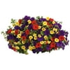 Better Homes & Gardens - 2 Gallon Calibrachoa 'Starry Night' Multicolor Hanging Basket Annual - Live Plants