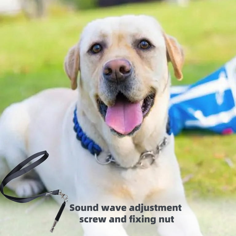 How to stop dog from whining in kennel discount