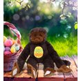 thumbnail image 4 of DolliBu Hanging Black Capuchin Monkey with Yellow Easter Egg Plush - Perfect Monkey Stuffed Animals for Easter Basket, Cute Easter Egg Stuffed Animal Spring Toys for Girls, Boys, and Babies - 21 Inch, 4 of 4