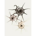 thumbnail image 2 of Koetsier, Albert 19x24 Black Ornate Wood Framed with Double Matting Museum Art Print Titled - Sand Star Shell, 2 of 4