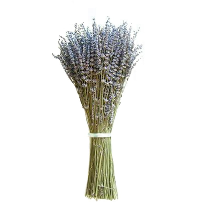 80pcs Dried Flowers Light Purple Lavender English Blue Dried