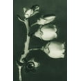 thumbnail image 2 of Blossfeldt, Karl 17x24 White Modern Wood Framed Museum Art Print Titled - Vaccinium Corymbosum (Blueberry), 2 of 4