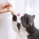 thumbnail image 5 of Juego de seis piezas de biberones para perros y gatos, rosa Xemadio WMZL-1849, 5 of 6