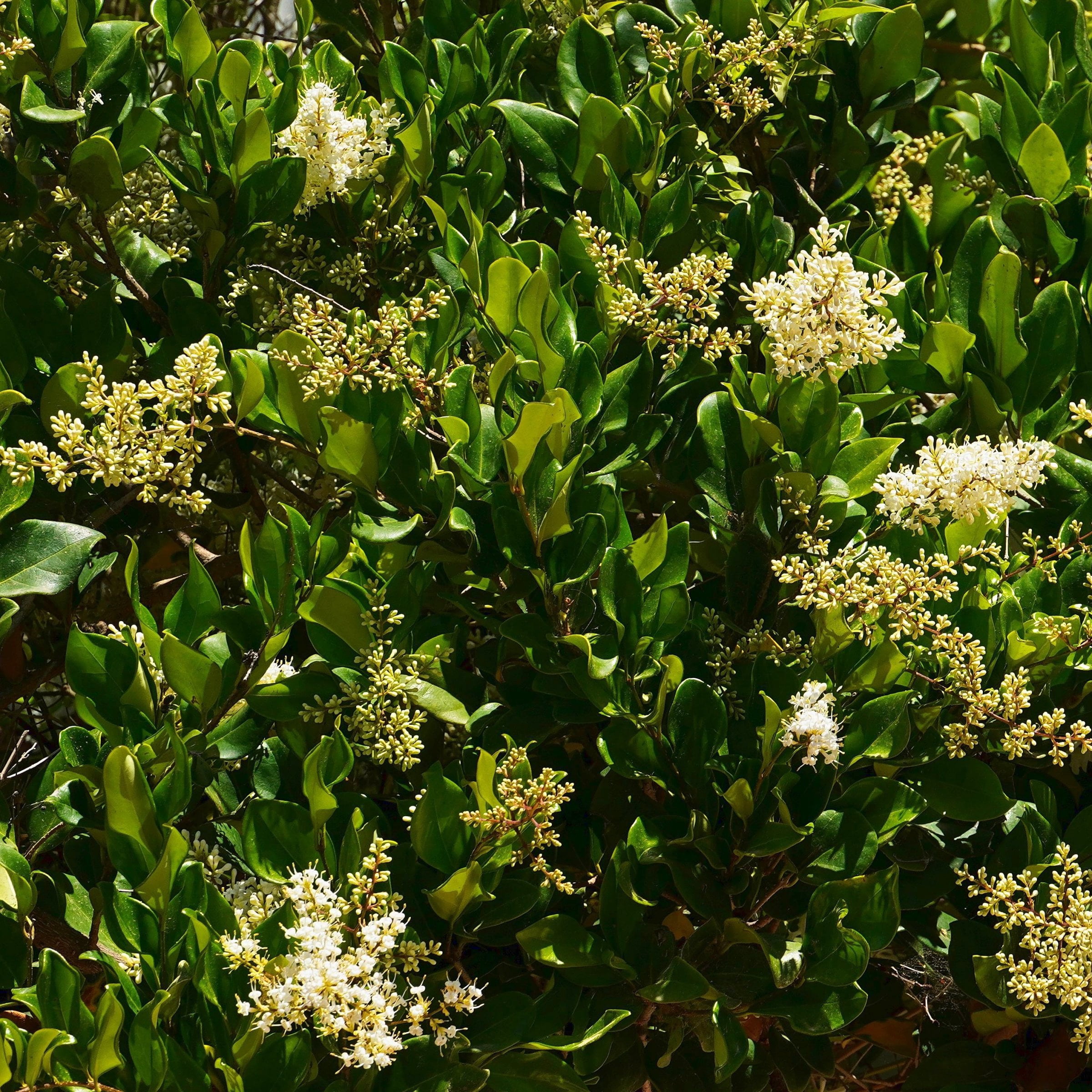 National Plant Network 1 gal. Wax Leaf Ligustrum (40-Pack)