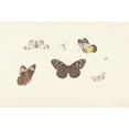 thumbnail image 2 of Pieter Withoos 18x13 Black Ornate Wood Framed Double Matted Museum Art Print Titled - Leaf with Five Butterflies and Two Birds (1664 - 1693), 2 of 5