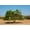 Unframed, variant on Art.com Moroccan Goats in an Argan Tree (Argania Spinosa) Eating Argan Nuts Photographic Print by Aerostato, 18" x 12"