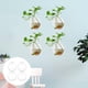 thumbnail image 3 of 4 Uds. s para colgar en , jardineras de cristal, terrarios, s de cristal, jarrones colgantes de cristal para plantas, terrarios, c Colco Florero para colgar en la pared, 3 of 8