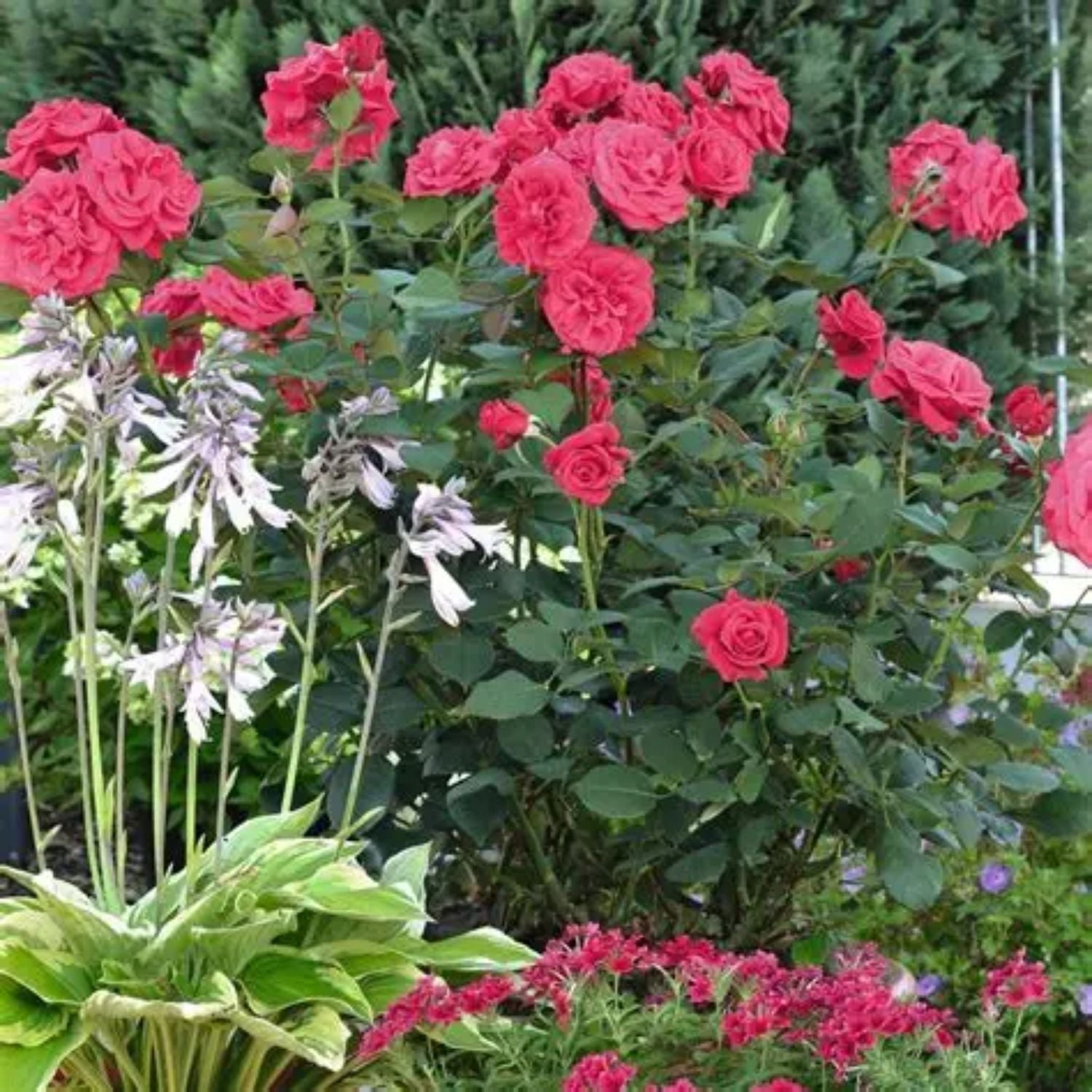 Expert Gardener 12-18" Showpiece™ Lipstick Fragrant Shrub Rose with Dark Pink Flowers Live Tree in 2 gal. Grower Pot