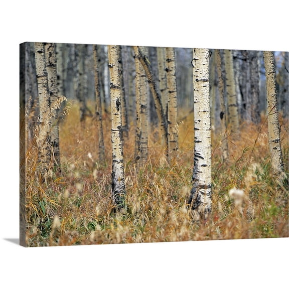 Great BIG Canvas | Darwin Wiggett Premium Thick-Wrap Canvas entitled Aspen Forest, Mountain View County Near Water Valley, Alberta, Canada