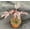 1 Plants, variant on African Rose Hibiscus - 1 Live Starter Plants - Hibiscus Acetosella - Bold Beautiful Striking Indoor Outdoor Plant