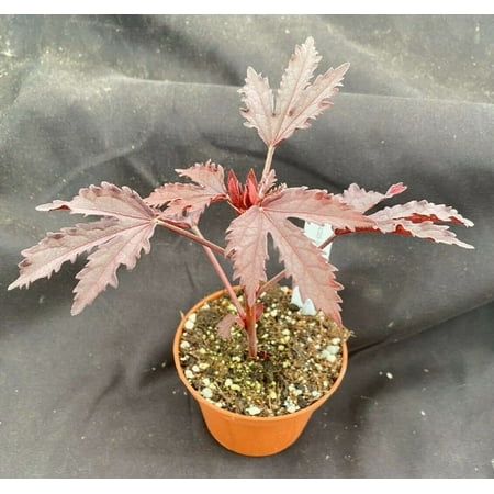 African Rose Hibiscus - 1 Live Starter Plants - Hibiscus Acetosella - Bold Beautiful Striking Indoor Outdoor Plant