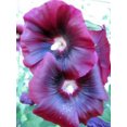 thumbnail image 5 of 50 Mixed Colors HOLLYHOCK KING HENRY Viii Mix Alcea Rosea Flower Seeds, 5 of 5