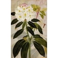 thumbnail image 2 of Butler, John 13x18 Gold Ornate Wood Framed with Double Matting Museum Art Print Titled - Rhododendron I, 2 of 4