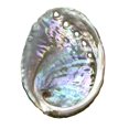 thumbnail image 4 of NessaStores 50 Abalone Shells 2.5 to 3.5 Inches | Beautiful All Natural Smudge Bowl - Perfect for Smudge Sticks, Incense Sticks and a Sage Smudge Kit. JC-020, 4 of 6