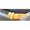 thumbnail image 2 of Peach Bhut Jolokia Heirloom Ghost Pepper Premium Seeds Packet, 2 of 2