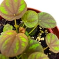 thumbnail image 3 of Peperomia meridana Variegated 2 inch Green Valley Pep Pixie Variegata, 3 of 3