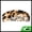 Light Brown, variant on Unique Bargains 1 Pc Semicircular Shape Hair Comb for All Hair Types Styles Light Green