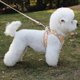 thumbnail image 4 of Puppy harness, cat harness and leash for walking escape proof, small dog harness and leash set, 4 of 4