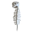 thumbnail image 2 of Plush Dinosaur Skeleton Costume Set - Spinosaurus Skull Headpiece with Spine Back Piece, Fun Family Matching Dino Dress-Up Outfit for Cosplay, Halloween & Birthday Party, White, 33in, 2 of 8