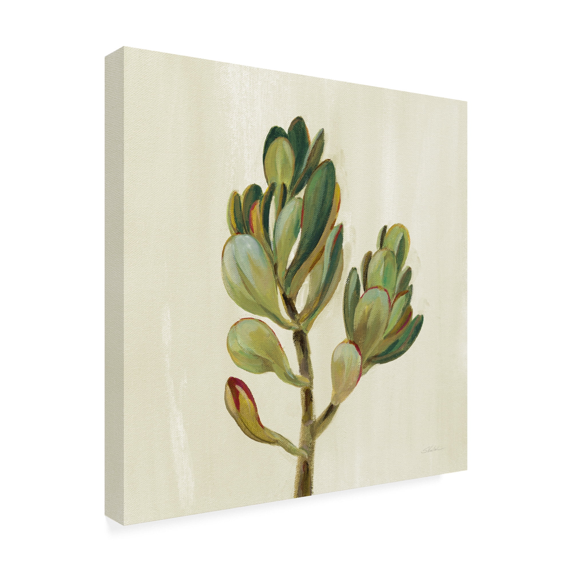Trademark Fine Art 'Front Yard Succulent II' Canvas Art by Silvia Vassileva
