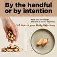 thumbnail image 2 of Raw Brazil Nuts 32 oz Batch Tested Gluten & Peanut Free No PPO Non GMO Distinct and Superior to Natural Kosher IM A NUT, 2 of 9