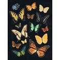 thumbnail image 2 of Barnes, Victoria 25x32 White Modern Wood Framed Museum Art Print Titled - Collected Flutter III, 2 of 4