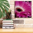 thumbnail image 6 of Epic Graffiti 'Gerbera Daisy' by Pamela Plummer, Canvas Wall Art, 12"x12", 6 of 8