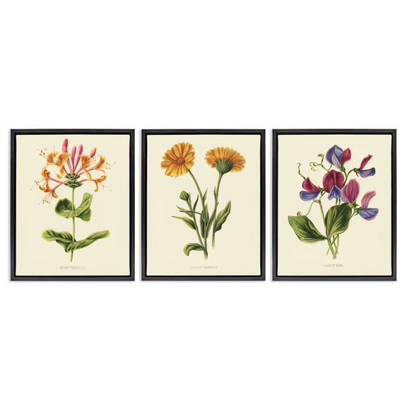 Stupell Industries Flowering Plants Vintage Illustration 3 Piece Black Framed Floater Canvas Set, design by Connie Resch