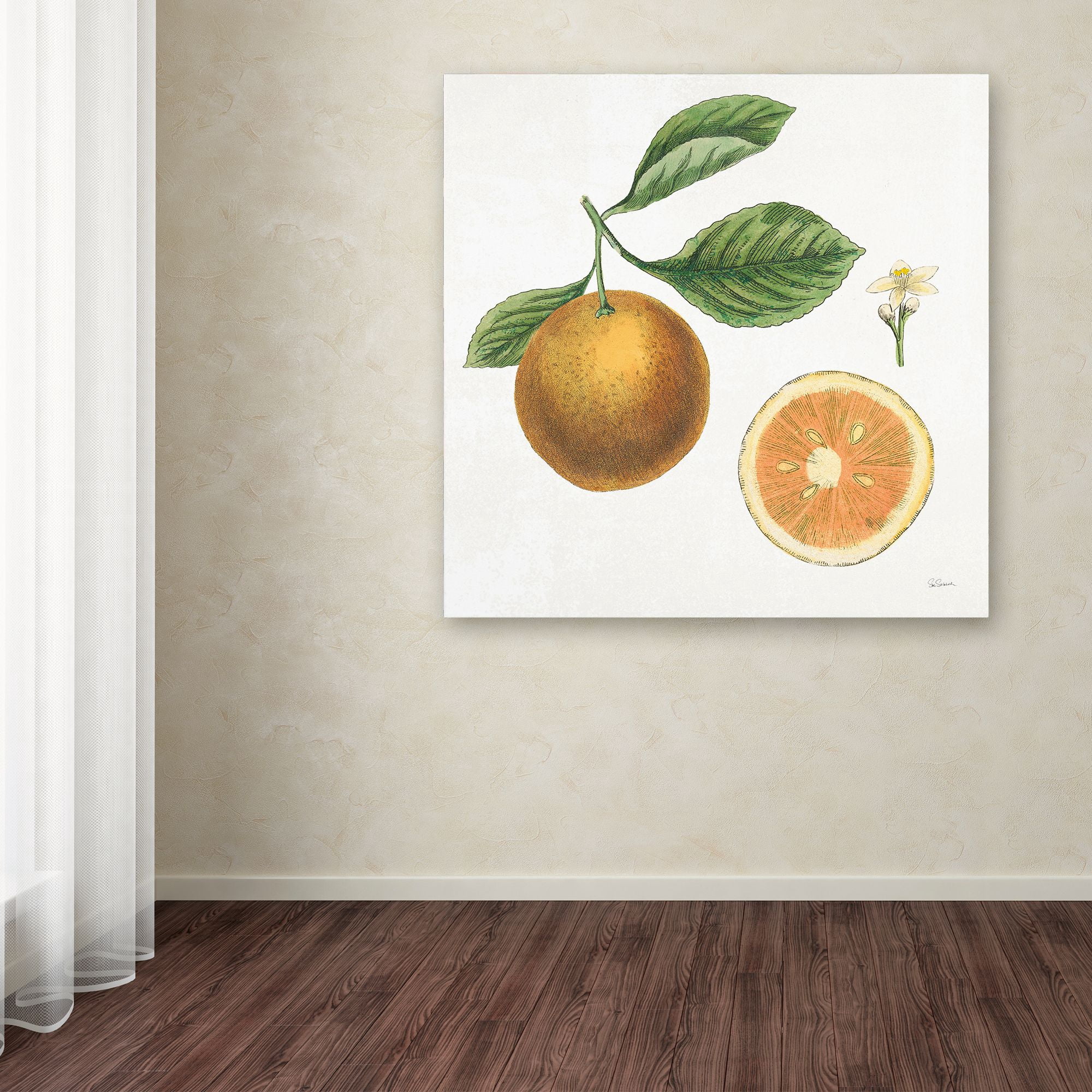 Trademark Fine Art 'Classic Citrus IV' Canvas Art by Sue Schlabach