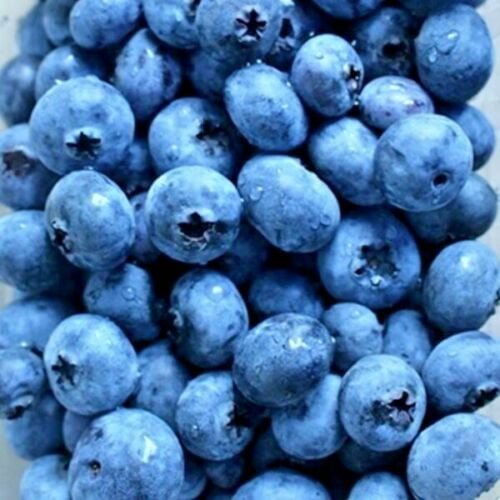 50 Seeds Blueberry Bilberries Vaccinium myrtillus Fruit Rare Kinds Edible Plants 