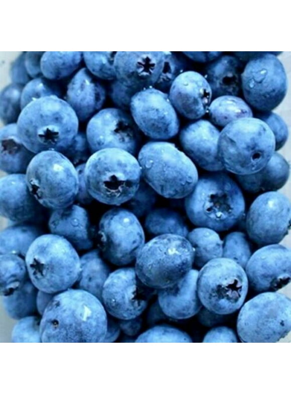 Blueberry Seeds in Seed Gardening