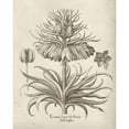 thumbnail image 3 of Vision Studio 15x18 Black Modern Framed Museum Art Print Titled - Fresco Crown Imperial III, 3 of 5