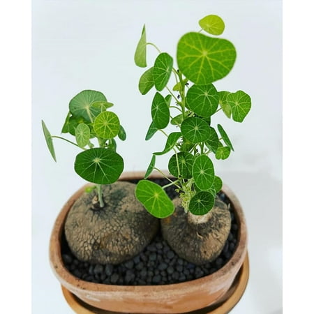 

Stephania Erecta Bulb for Planting UFO Plant Plantation Stephania Planting Professional Plantin