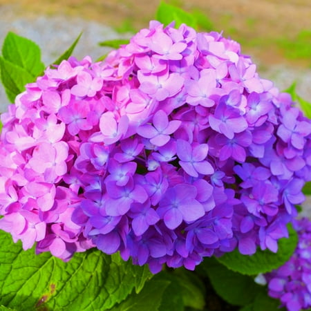 

Hydrangea Plants Hydrangea Bulbs Hydrangea Bulbs For Sale Hydrangea Bulbs For Planting Hydrangea Plants Live Garden Decoration Growing In Pots