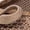 Khaki, variant on Black Womens Low Cut Flat Shoes Breathable Soft Sole Bow Detail Slip On Cushioned Insole Non Slip Outsole Lightweight Comfortable Everyday Size 36