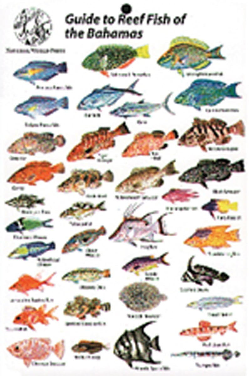 Guide to Reef Fish Bahamas ID Card Travel 6x9 B205 - Walmart.com ...