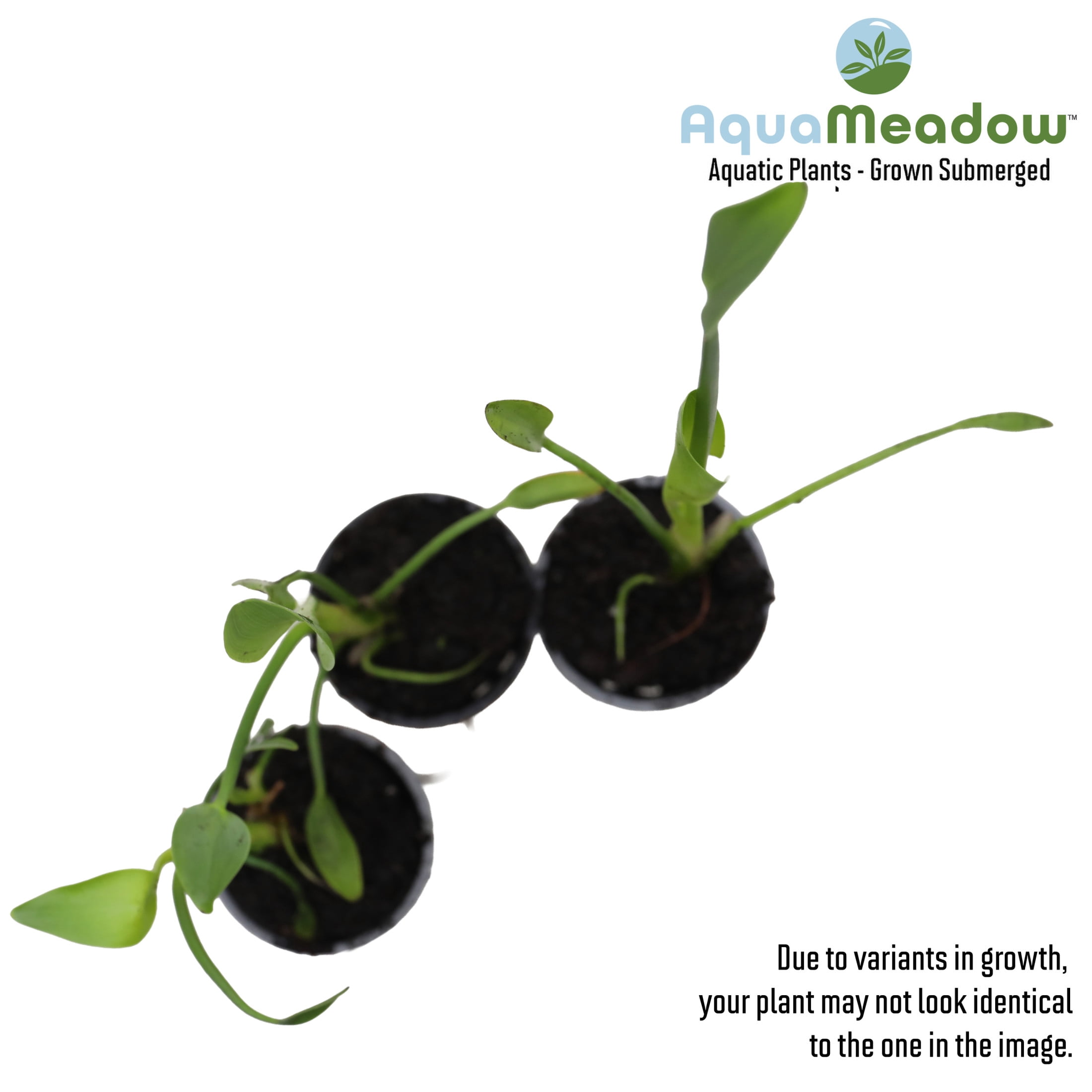 AquaMeadow White Pickerel Rush Potted Reg 3ct